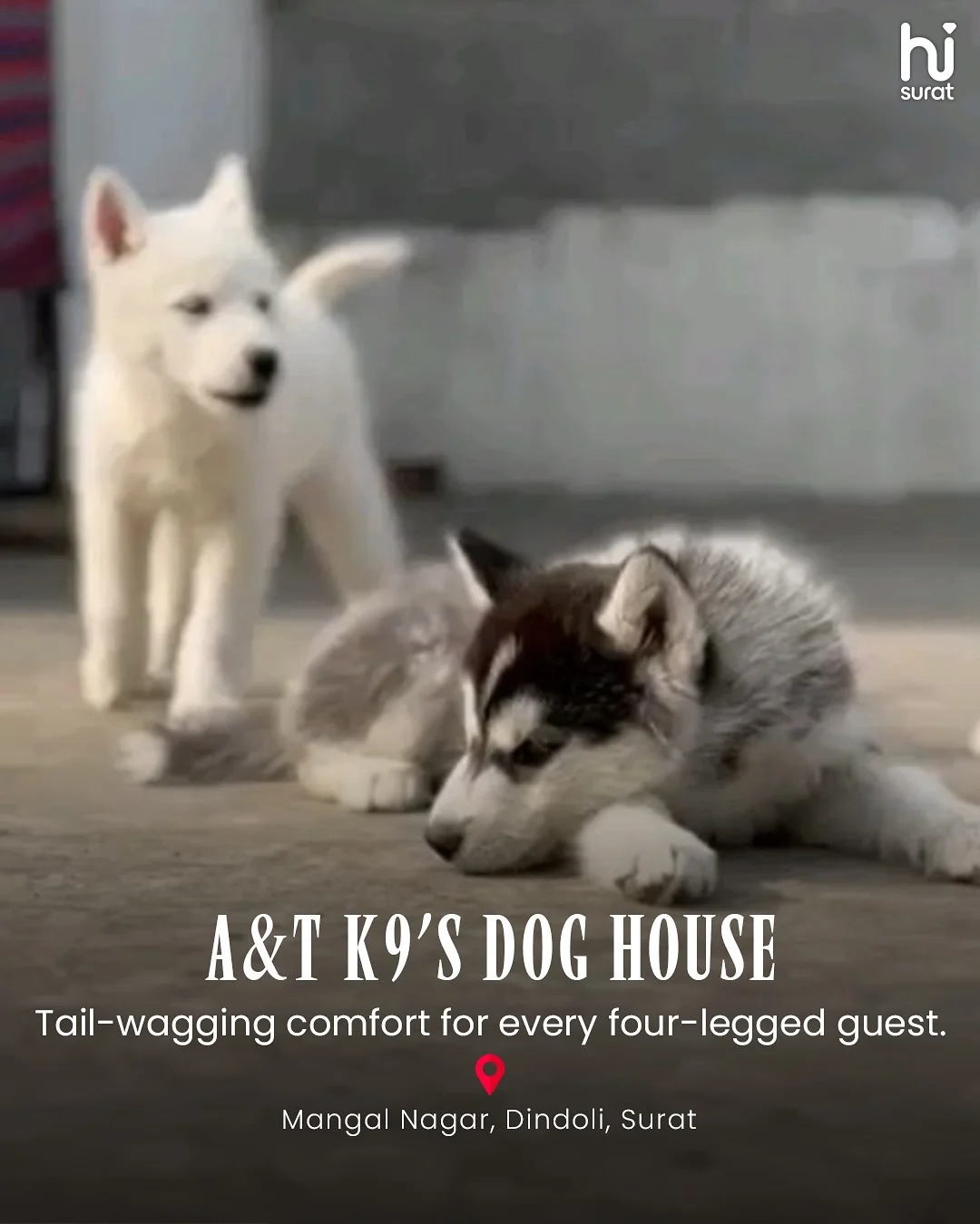 Pet Hostels in Surat — photo 3