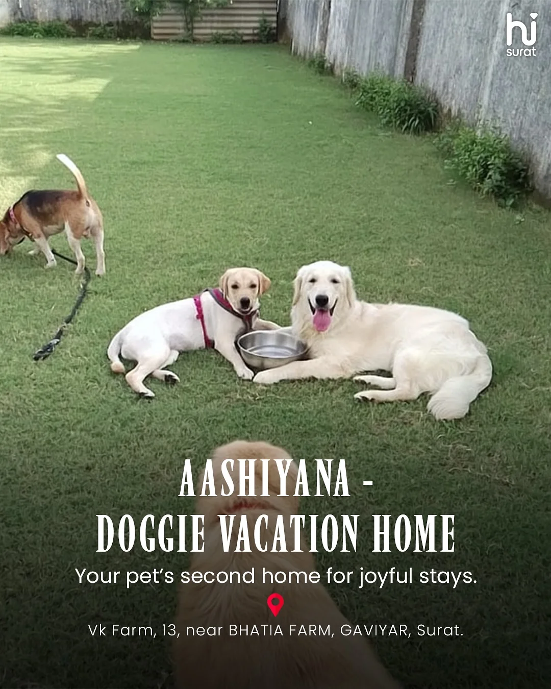 Pet Hostels in Surat — photo 4