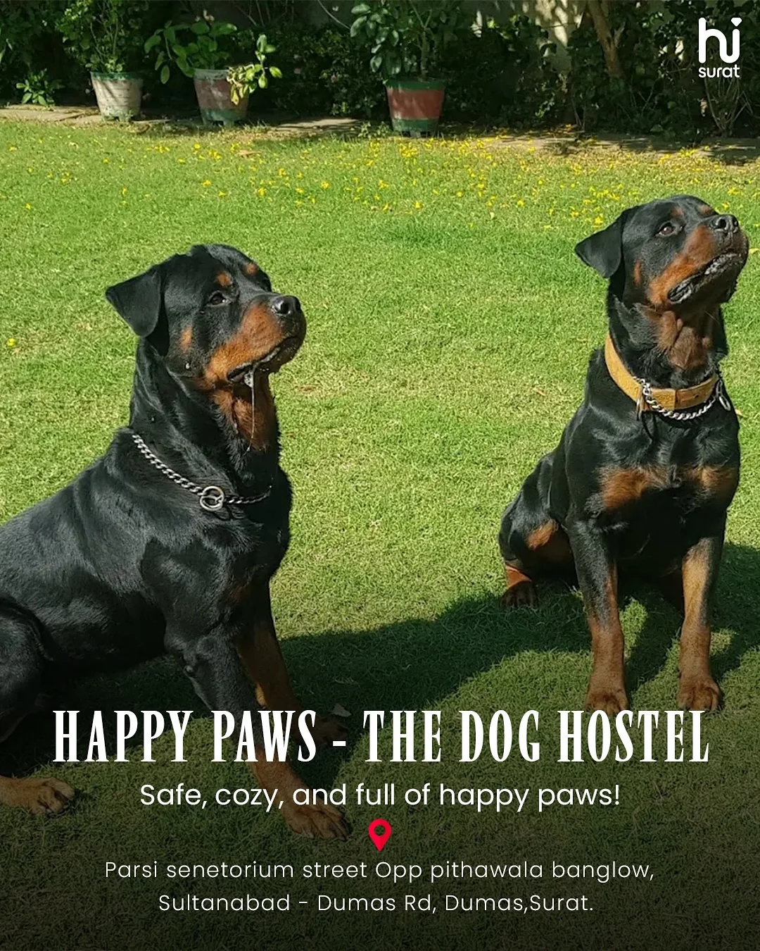 Pet Hostels in Surat — photo 7